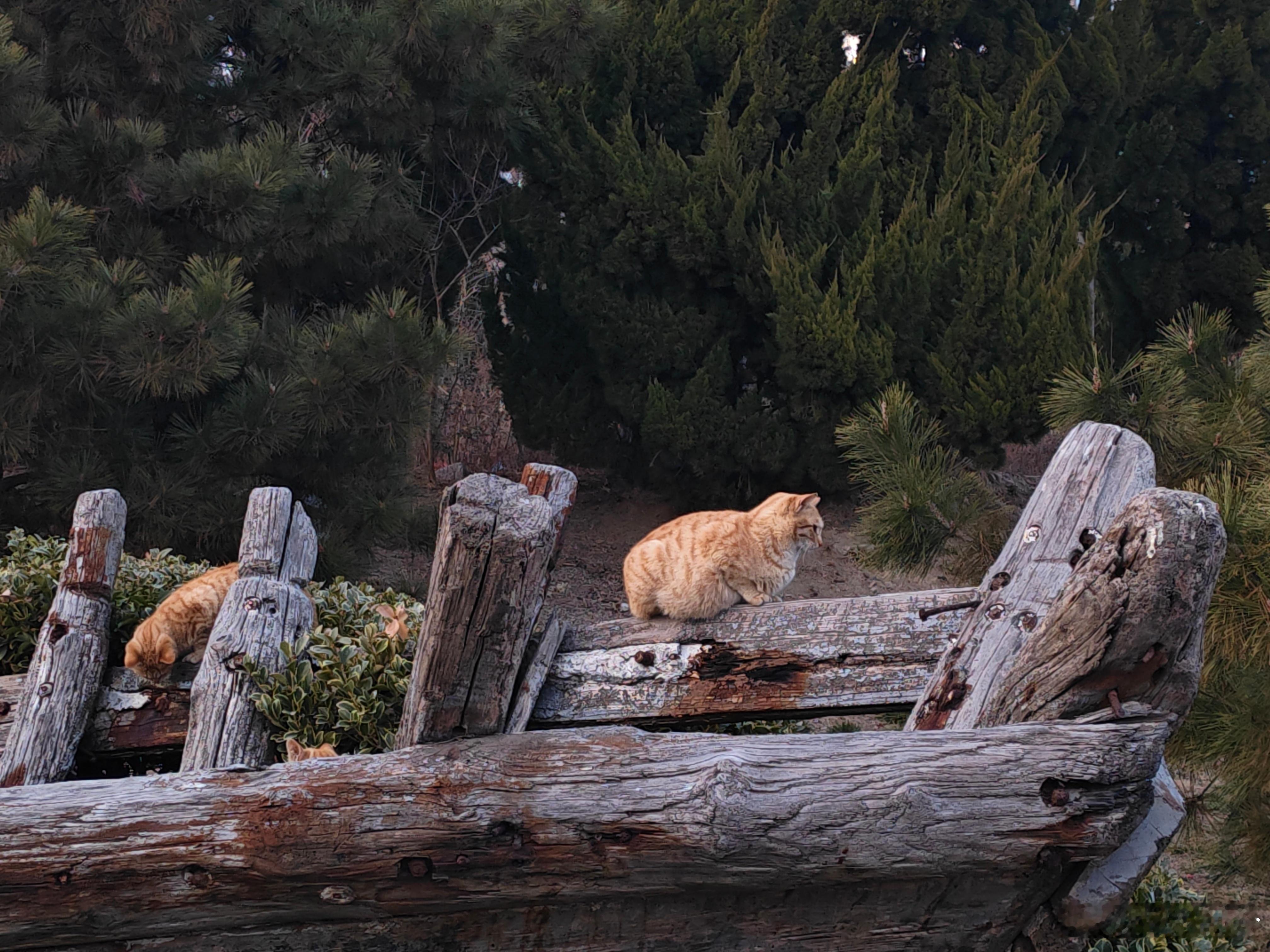 今天主打一个逛，给大家看看青岛沿海的猫猫还有咘嘎（大家知道咘嘎是什么吗）