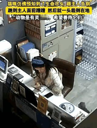 动物都是有灵性的，我们应该善待它们，一位小姐姐养了只猫咪，这天她正坐在办公桌前面