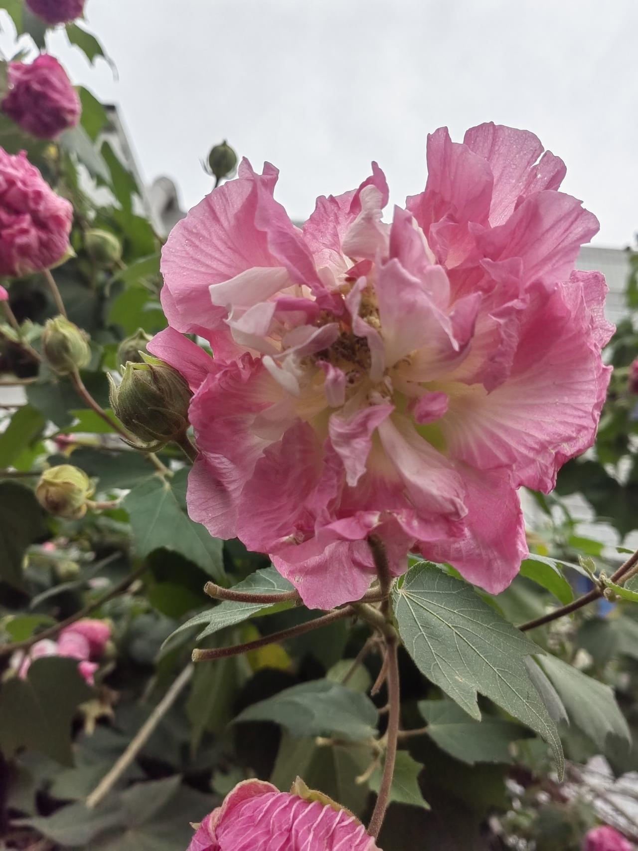 木芙蓉的花朵很大，也很漂亮，一棵树上既有红色的花，又有白色的花，赏心悦目。