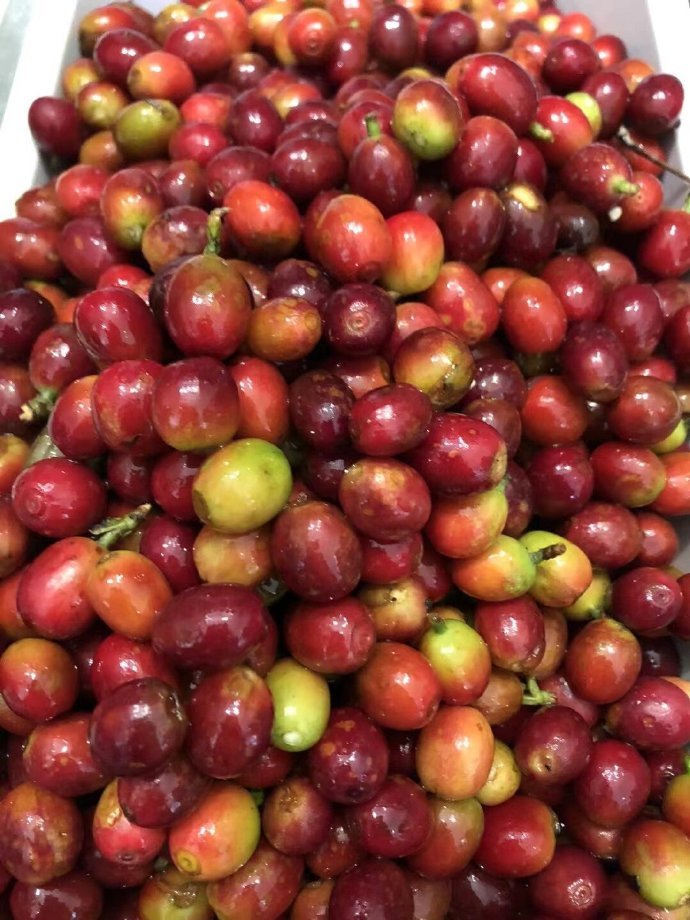 为啥咖啡师喜欢的豆子顾客都不喜欢