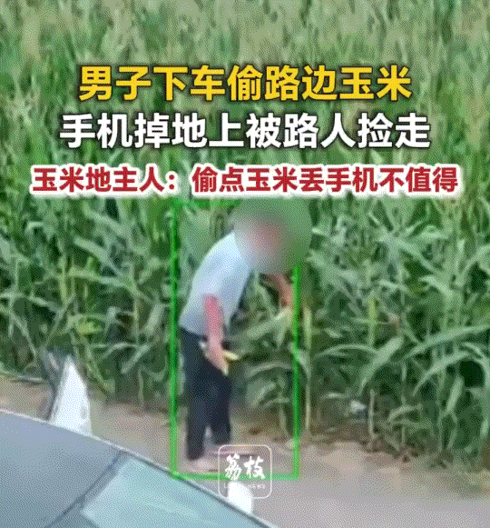 “偷鸡不成蚀把米”。河北邯郸，一男子驾车经过路边一玉米地时，见路边玉米熟得好，便