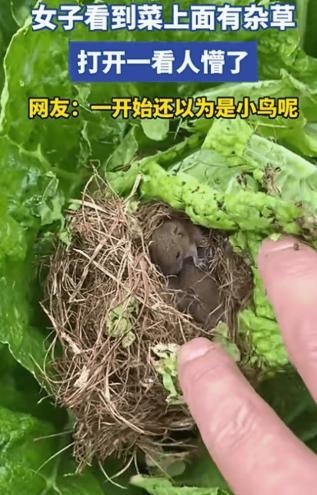 “万万没想到！云南一名女子去地里摘白菜，突然她发现其中一颗白菜上面有一堆干的杂草