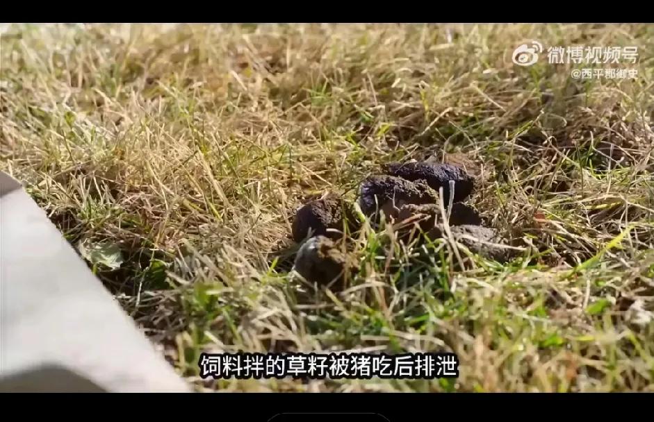 用猪来治理沙漠，这事只有咱们中国人能想得到，也只有咱们中国人能做得到。内蒙古