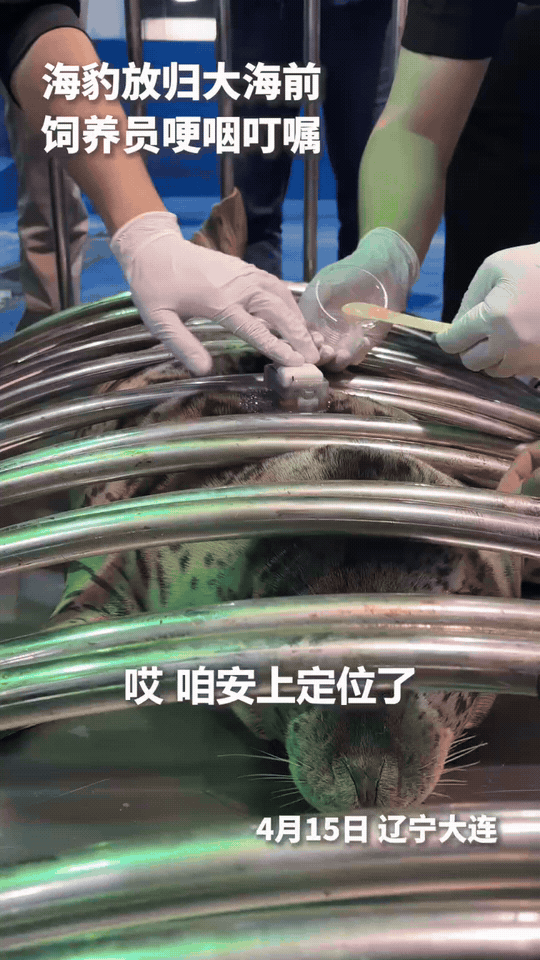 这只海豹上人民日报了！辽宁大连，一只小海豹在装上定位器、准备放回大海的时候，饲养