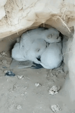 一窝流浪小狗蜷缩在洞里，惹人怜爱，狗妈早已不见踪迹！