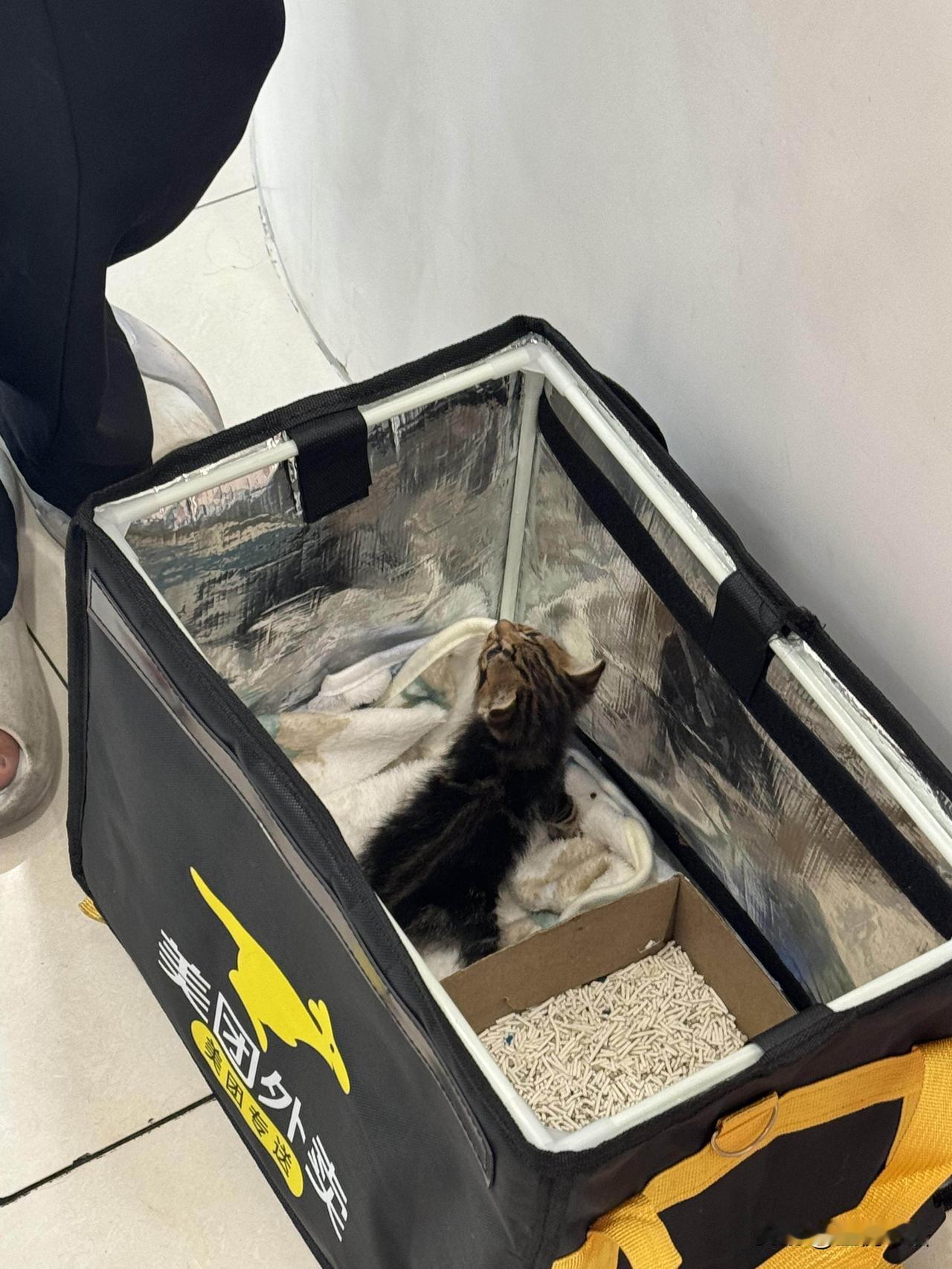 外卖小哥捡的小奶猫也太暖了吧！今天带猫咪去宠物医院，碰到个超戳人的外卖小哥