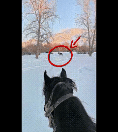 47岁的贺娇龙因工作坠马离世，早在2020年，她以雪地策马视频爆火全网，带动家乡