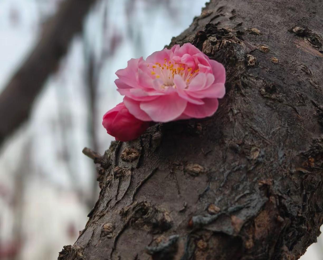 老伴儿退休后，拒绝去老年大学实在是个明智的决定。老伴儿即将退休的时候，儿子担