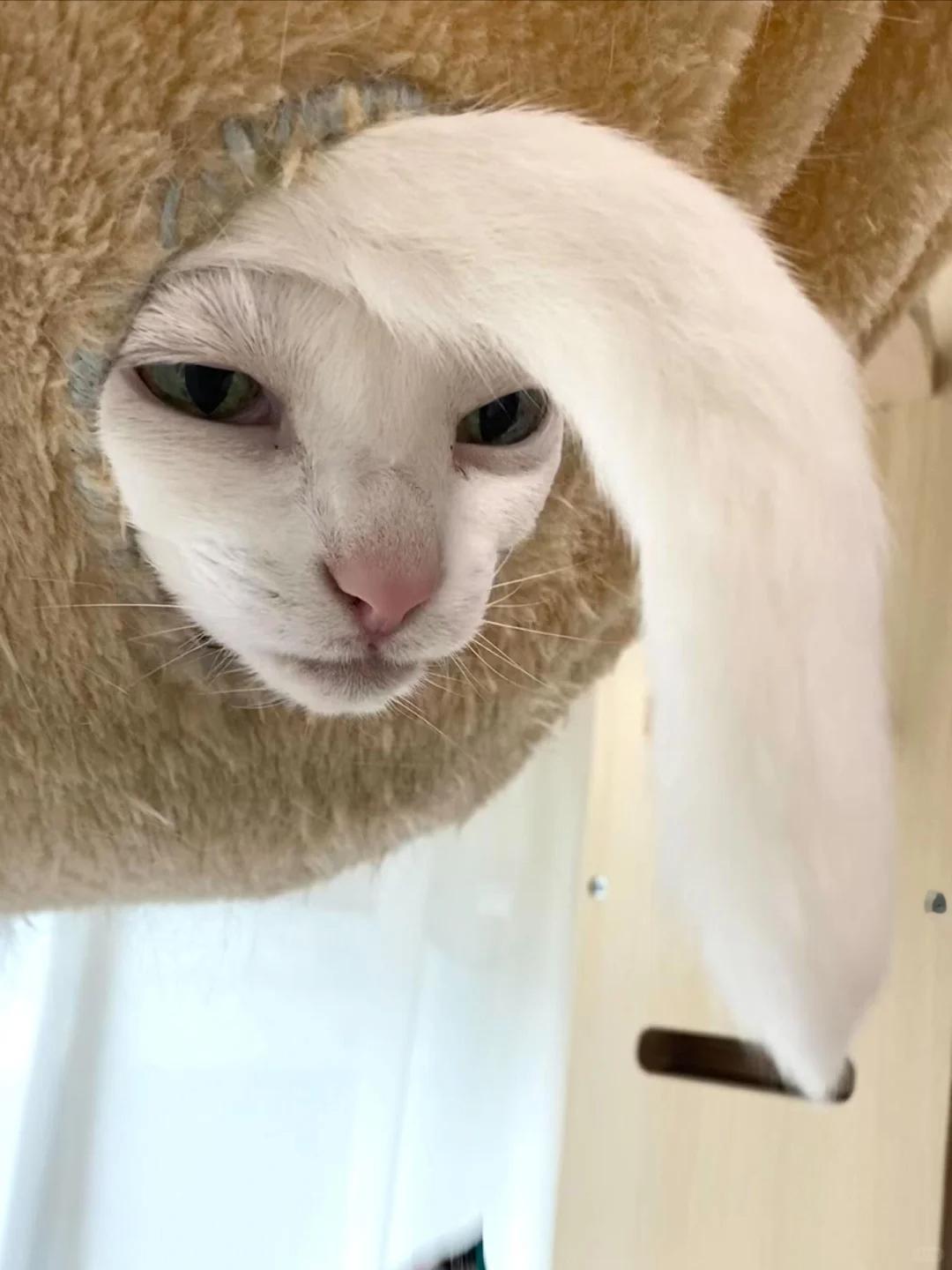 咪咪你太怪了​​​
