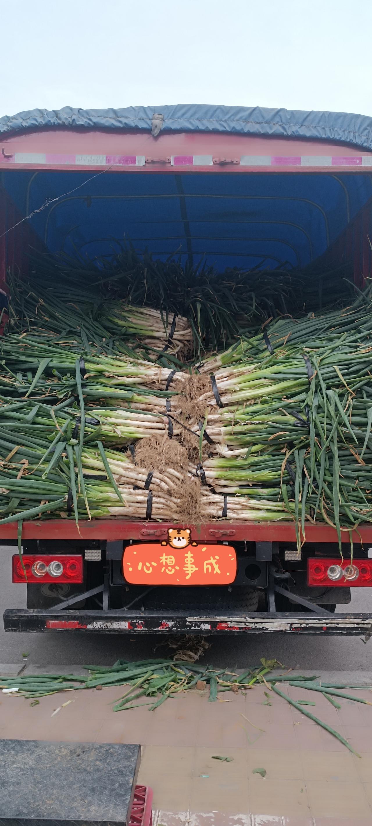 我不囤秋菜算不会过日子吗？一年一度的秋菜马上上市了！白菜、土豆、地瓜、大葱、芥菜