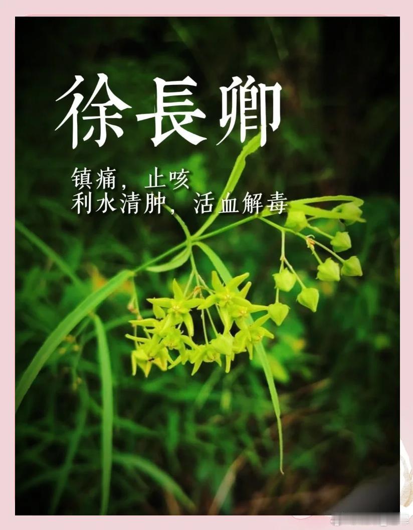 徐长卿治肤痒肤痒浮标邪在皮，伏藏郁血是根基。寻常清热难除患，独取徐卿透浊离。通络