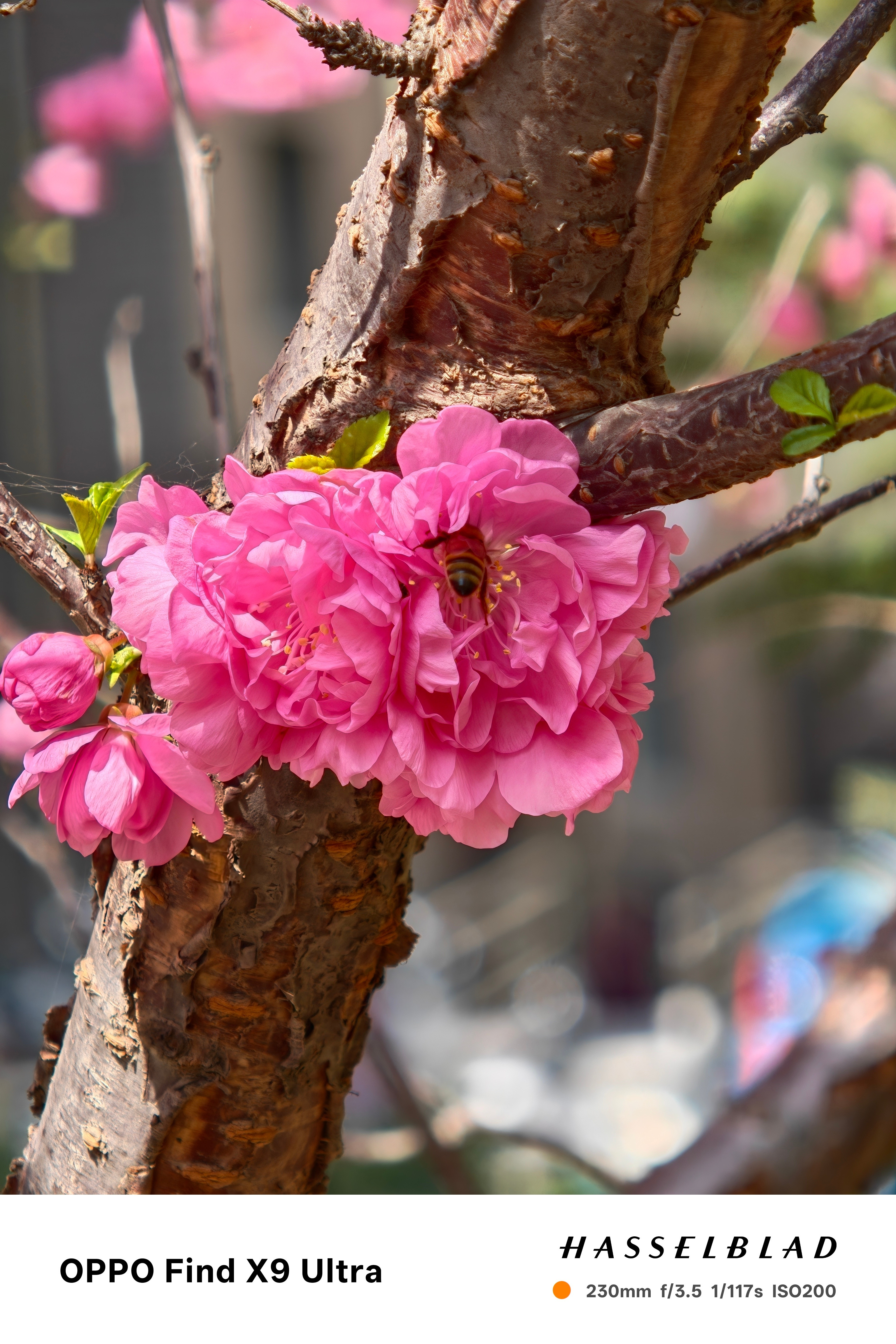 以下是在OPPOFindX9Ultra临界距离拍摄的两张照片，第一张是10