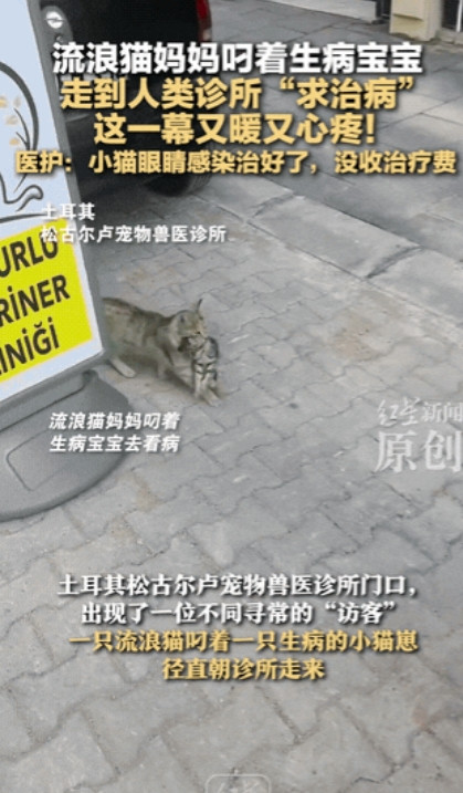 感动哭了！”土耳其松古尔卢，一只流浪猫妈妈叼着生病的宝宝，走到宠物兽医诊所“求治