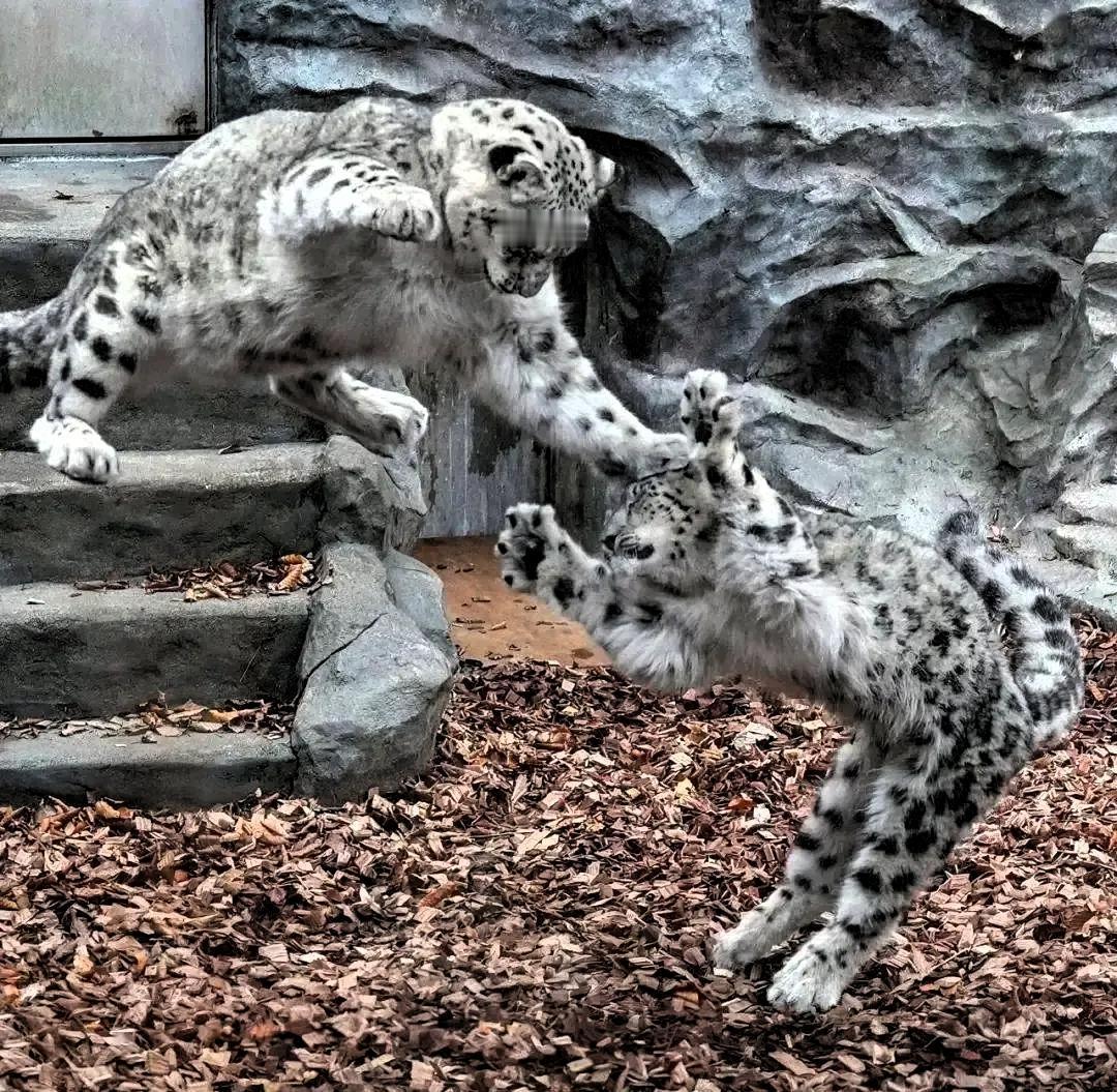 动物园园长的回应也是够刚的！有游客在动物园游览时，看到两只胖豹在园区内打闹翻滚