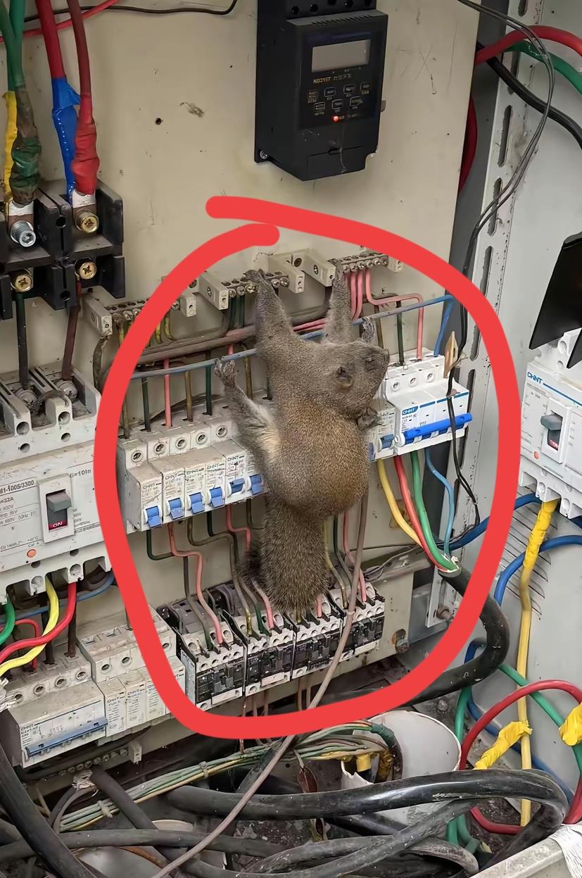 看到这一幕，哈哈哈怎么一动不动了？