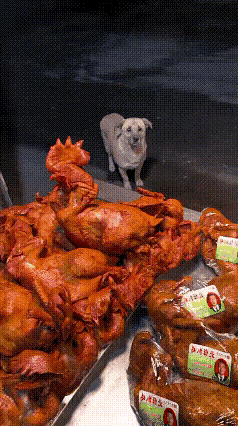 乖乖嘞！这流浪狗走到熟食店门口，看见老板小伙子，站起来毕恭毕敬作了个揖，那意思谁