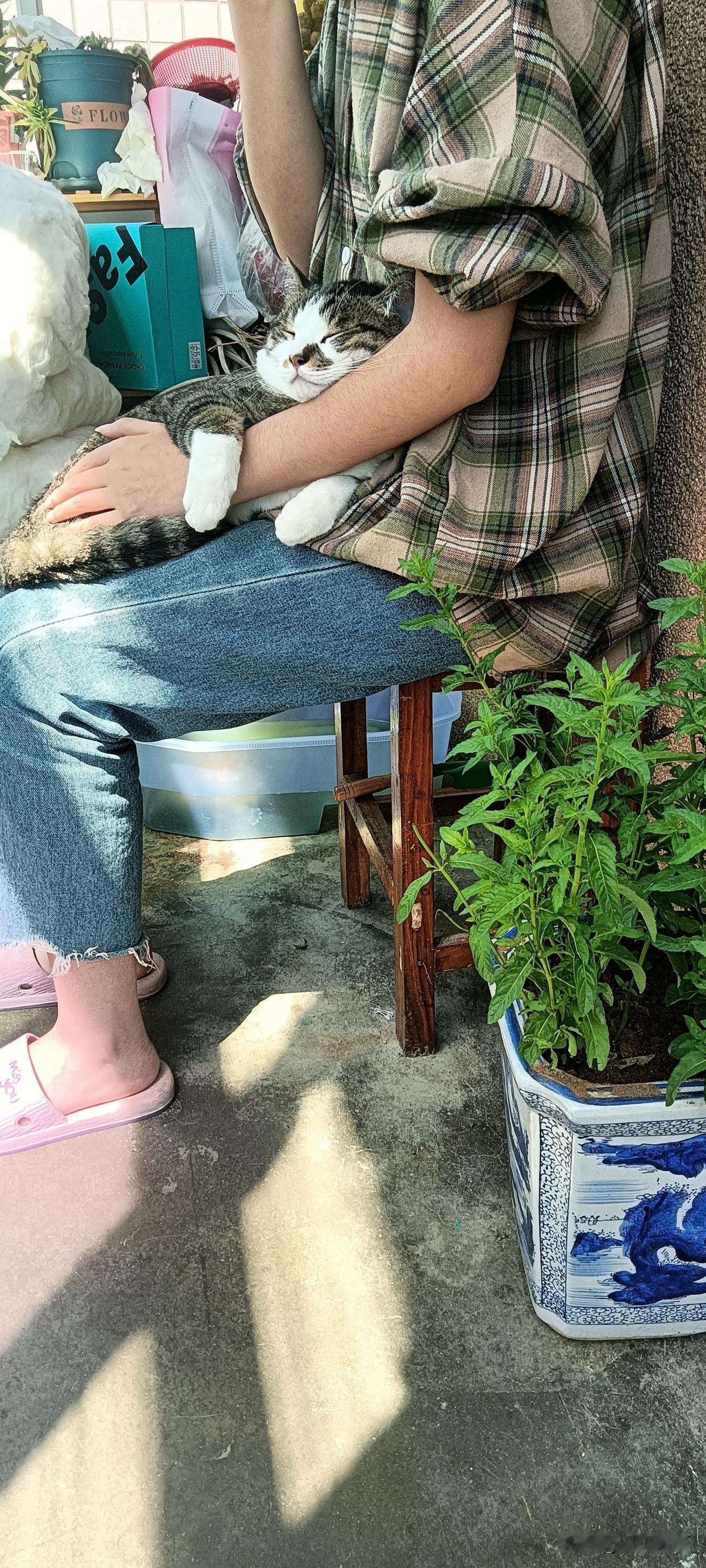 春困小猫的治愈时刻午后阳光正好，一位穿着格子衬衫的年轻人静静坐着，怀里抱着一