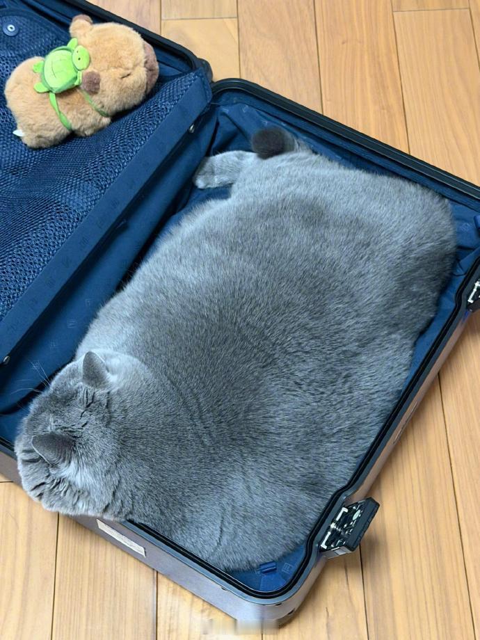 第一次看到20寸的猫