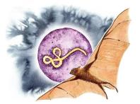 1996年，非洲加彭的一个偏远村庄里，村民们食用了一只病死大猩猩，不料一个星期后