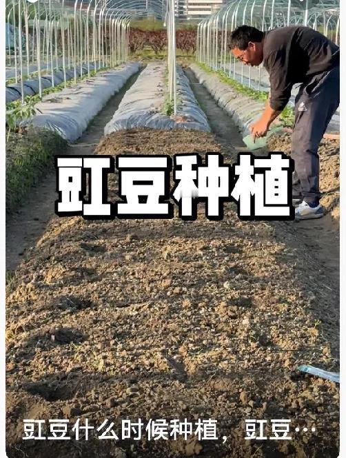 豇豆种植简单教程，新手也能种满架豇豆也就是长豆角，好种易活，家庭菜园、小院