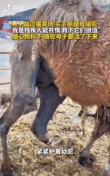内蒙古鄂尔多斯，一头断了腿的母骆驼即将被宰杀，尽管站立艰难，它仍用身体紧紧护着身