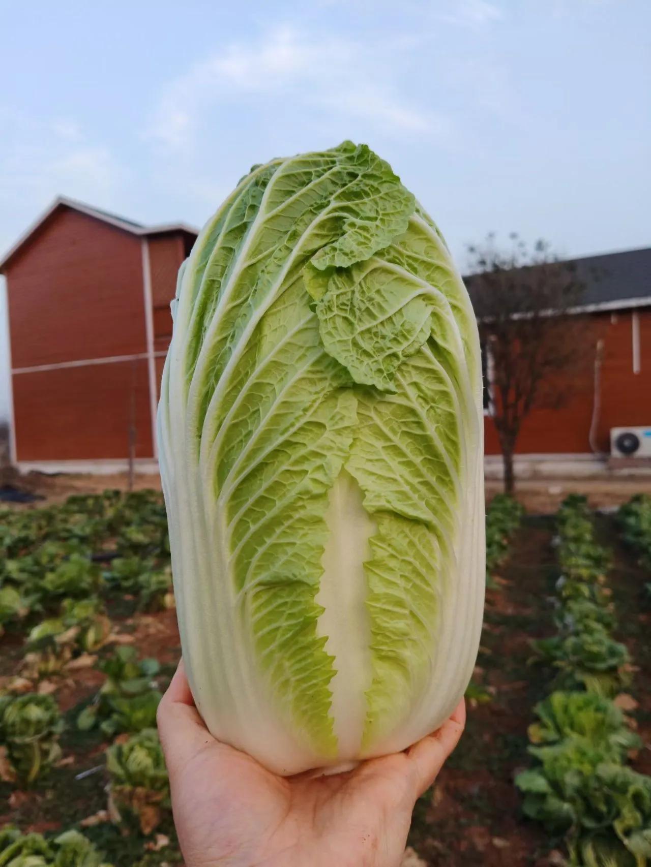 今年白菜贵。2025年10到11月份的连续大雨天，有的地方下雨更早更大，直接让