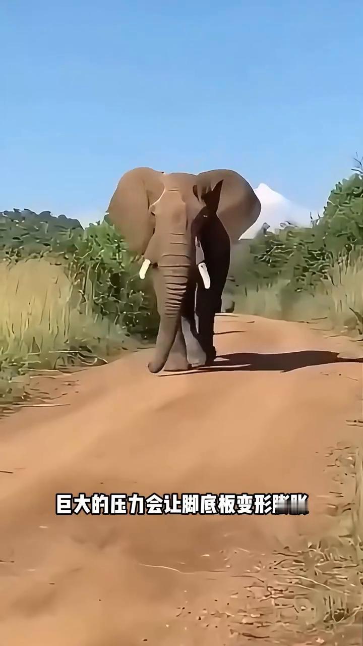 大象的脚其实是软的，它们的脚底板的角质层下是一层厚厚的脂肪组织。当大象移动双脚时