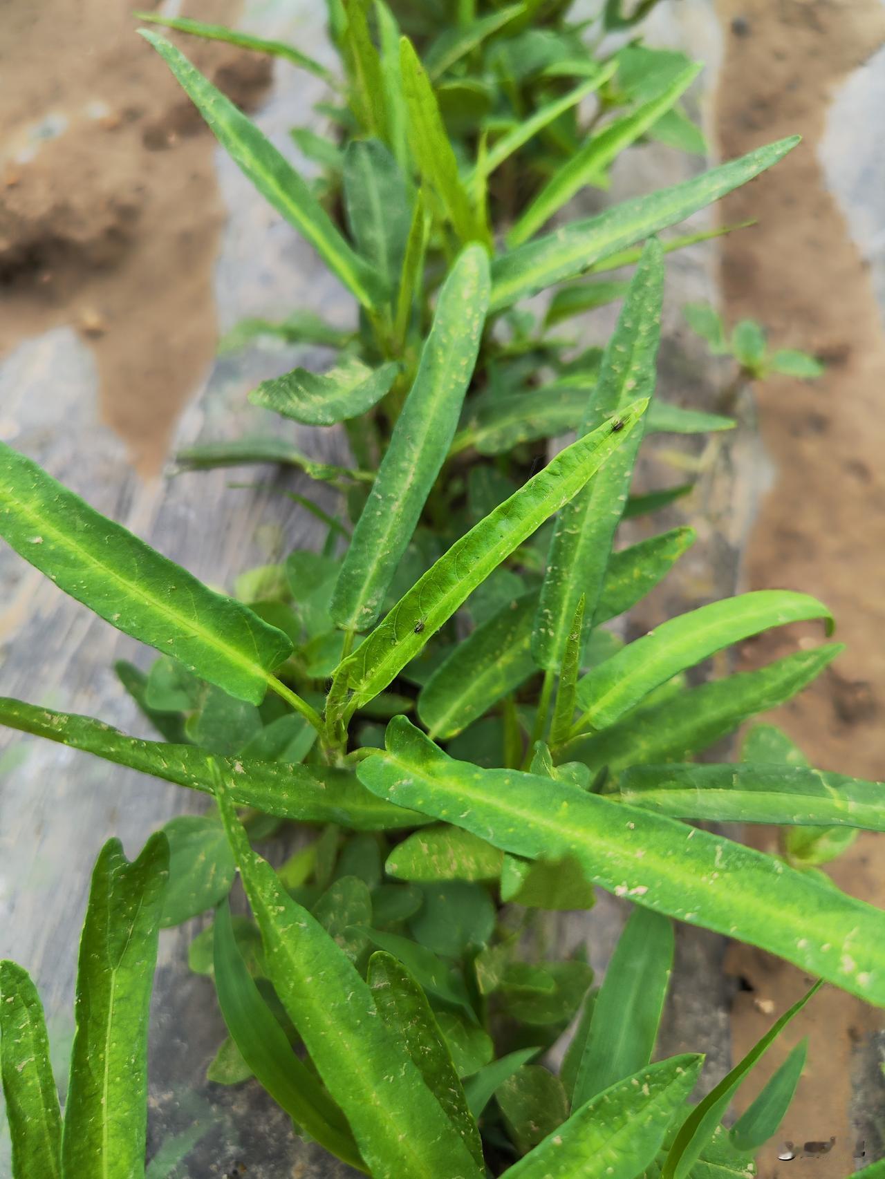 认识这种蔬菜吗？这是小菜园四月初种植的空心菜，下周可以釆收了。空心菜是一种耐