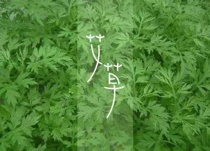 黄冈地道药材大全！蕲艾、天麻、茯苓，藏在每个县市的“养生宝藏”黄冈不愧是大