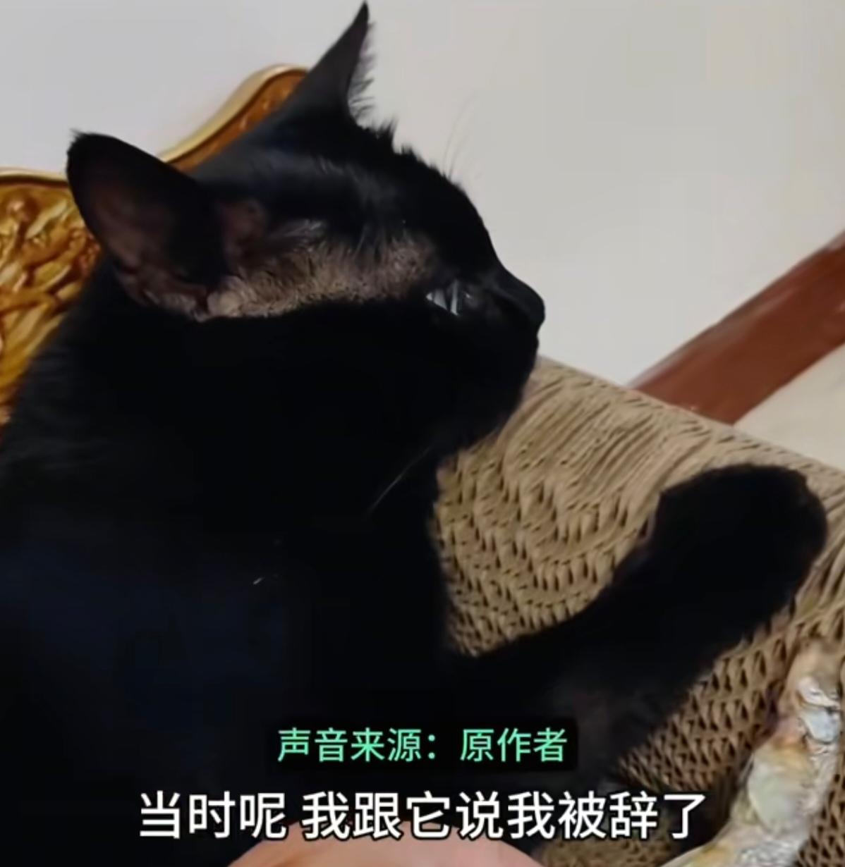 这只小猫的举动，看哭无数人。没有复杂表达，只用最实在的行动，陪着主人共渡难关。