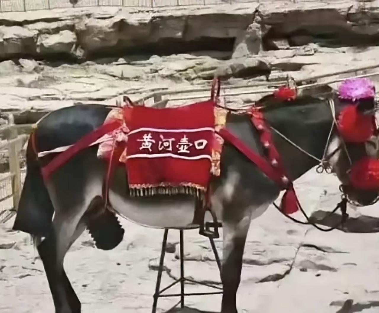 能不能让这种人滚远点。近些日子，我们山西有个顺口溜，壶口的驴，五台山的牛，这