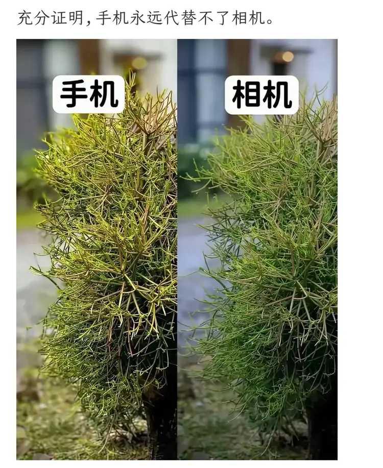 手机取代相机，就是个笑话。