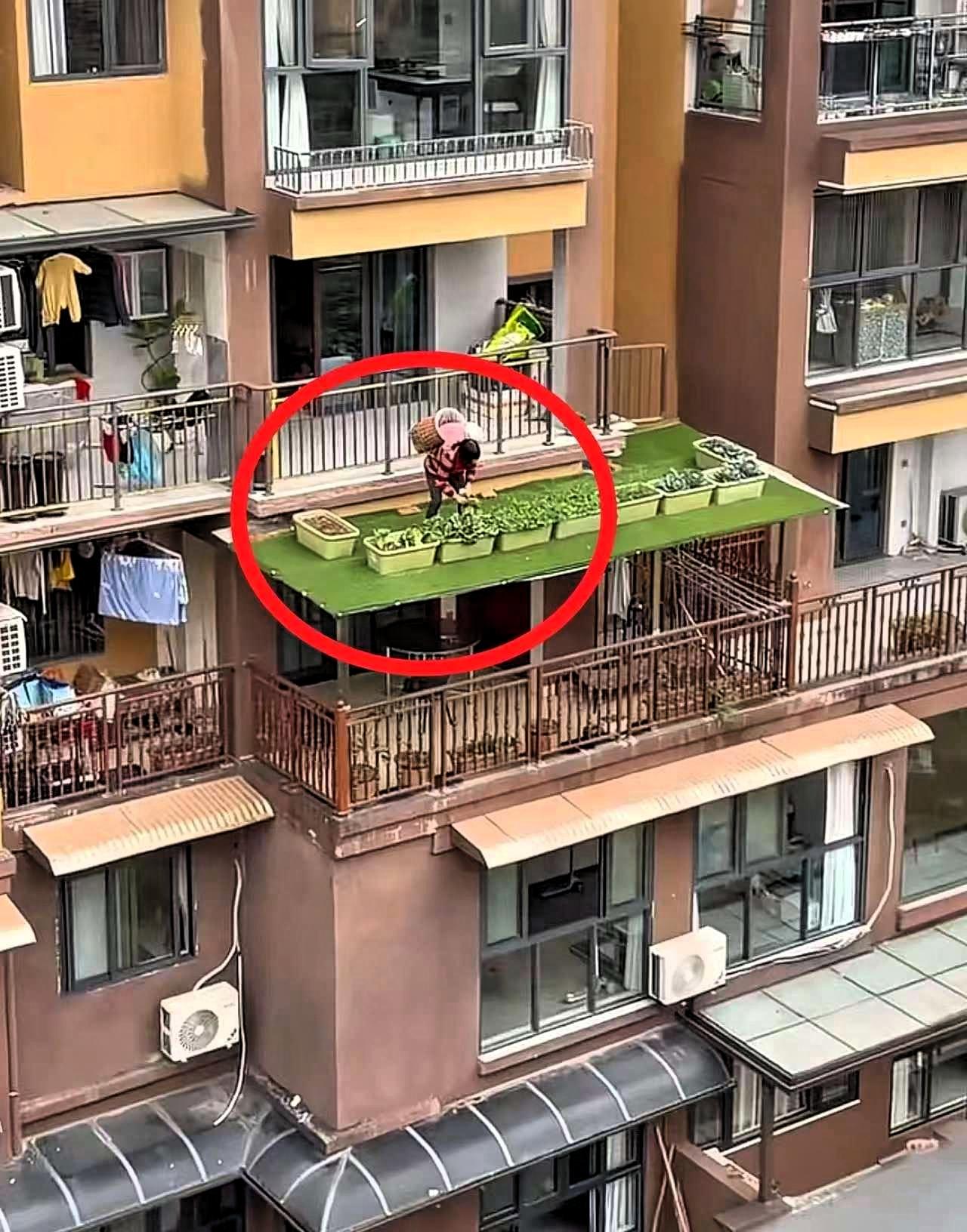 重庆，一位居家带娃的老太太为了节省室内空间种菜，不仅把5楼阳台的栏杆改装了一个小