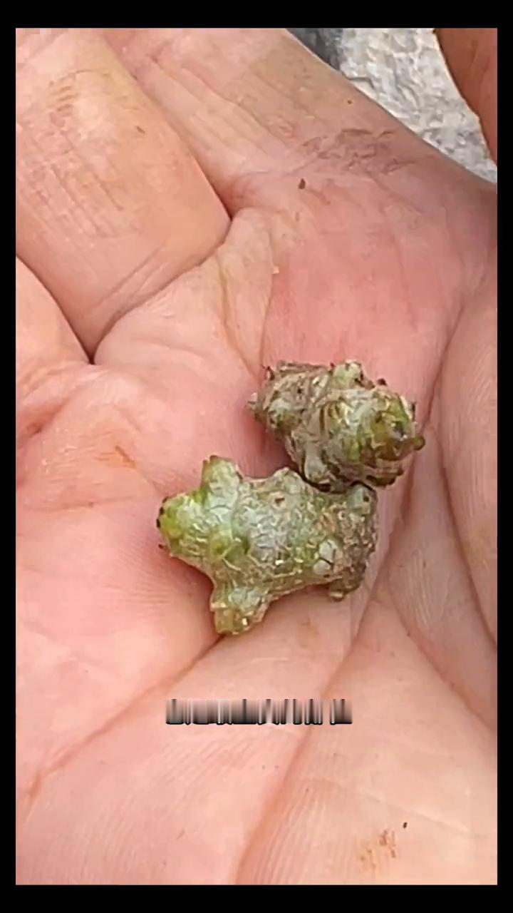 如果你在农村发现这种像姜一样的根块，那你就捡到宝了，它就是藤三七。这种就是它的株