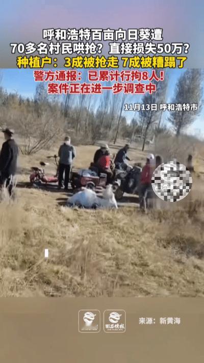 11月1日清晨，呼和浩特新城区大青山街乌兰不浪村的田间，一场闹剧骤然上演。村民李