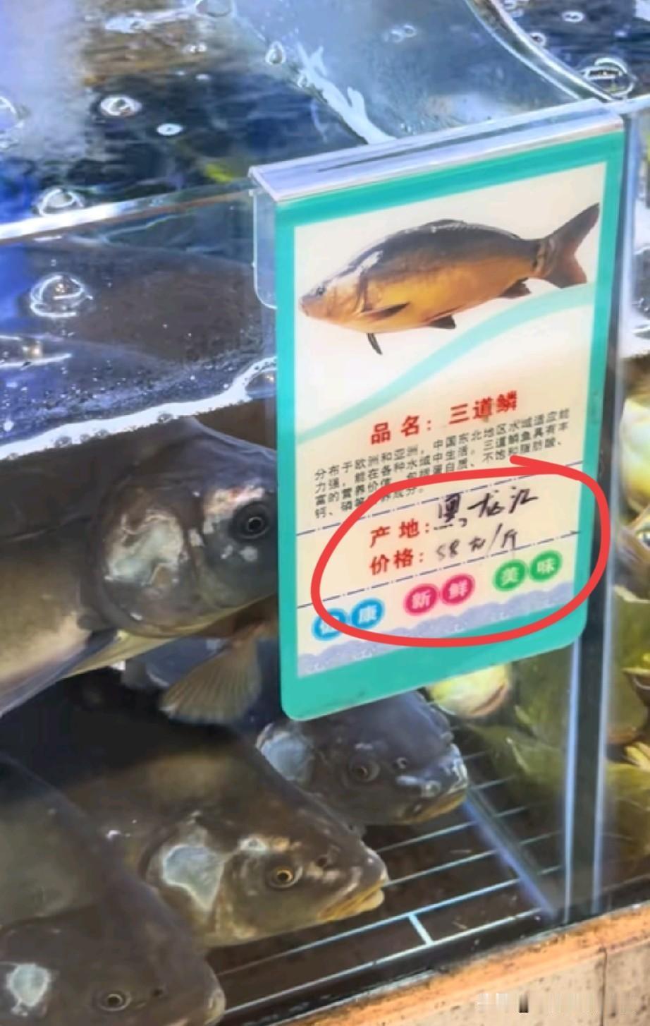 三道鳞在东北算是一道最普通的鱼，家常铁锅炖上配豆腐粉条，哪怕馆子端出来也卖不上5