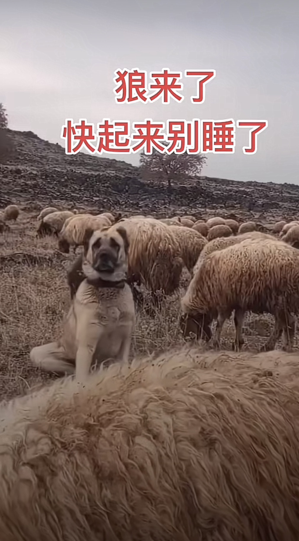 若大一群羊，为什么只有一二只牧羊犬呢？