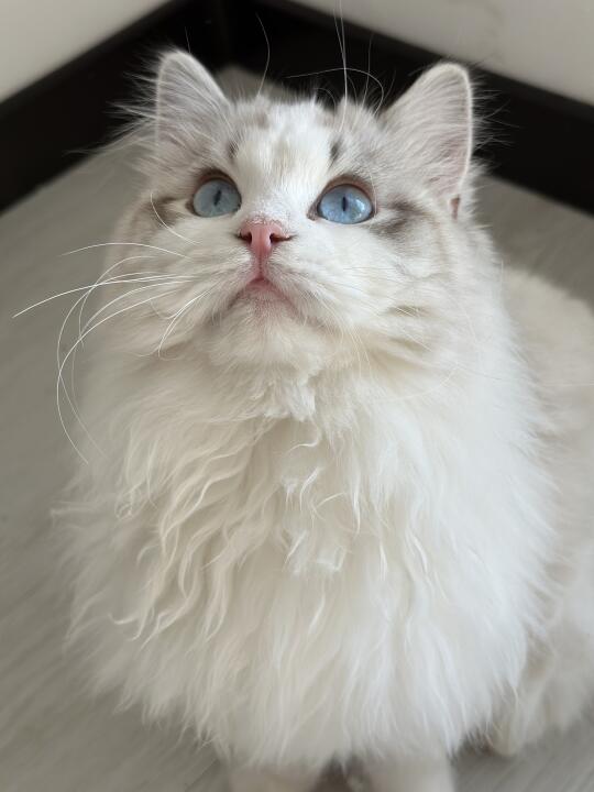小猫咪的眼睛里有星辰大海