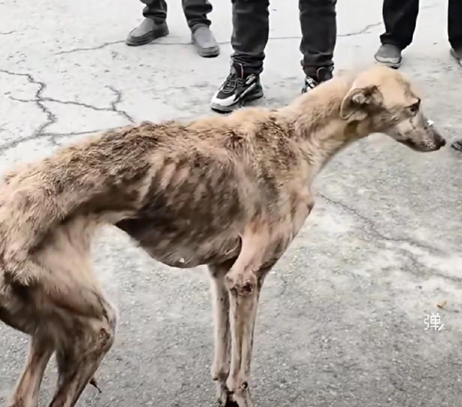 看哭了！一条瘦成皮包骨的的流浪狗拘站在人群中，非常主动地希望有人能够收留自己。它