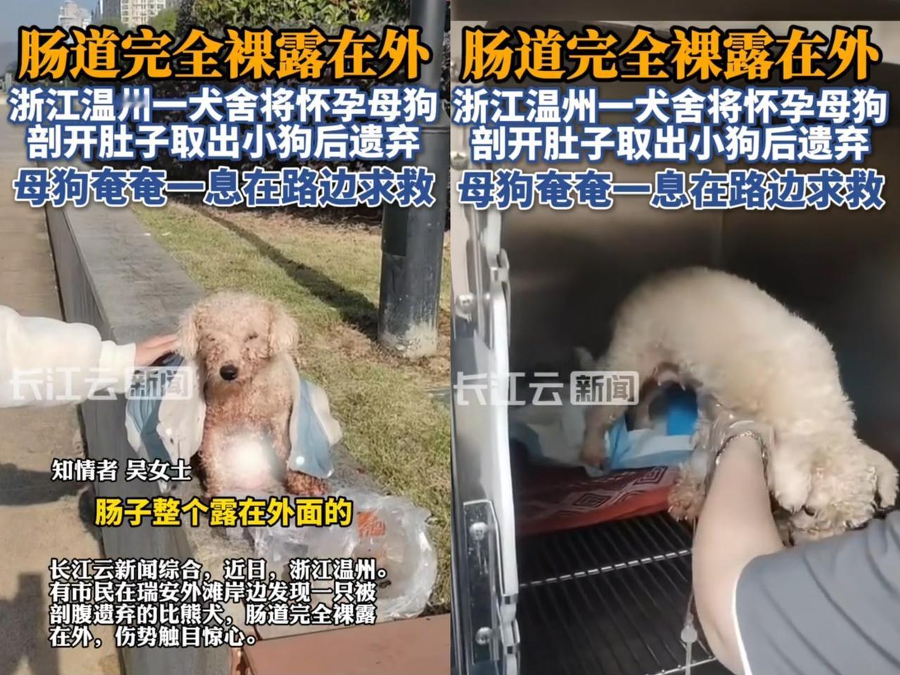 一只母狗难产，主人竟亲自剖腹，没打麻药，取出幼崽后直接扔路边遗弃！这只比