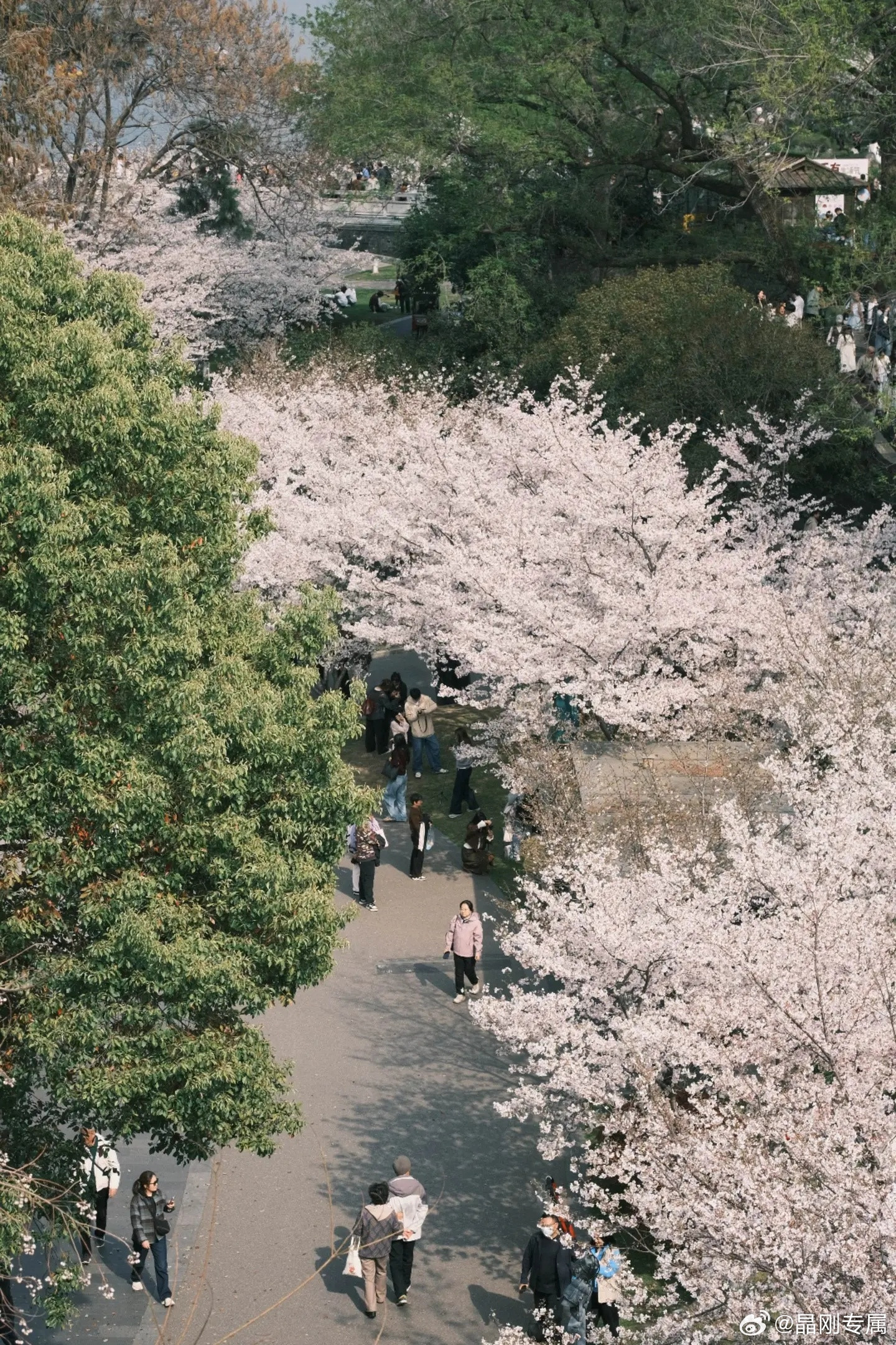 微博young派对春日许愿池三月的南京鸡鸣寺，是樱花与香火的交融。漫步古寺，听一