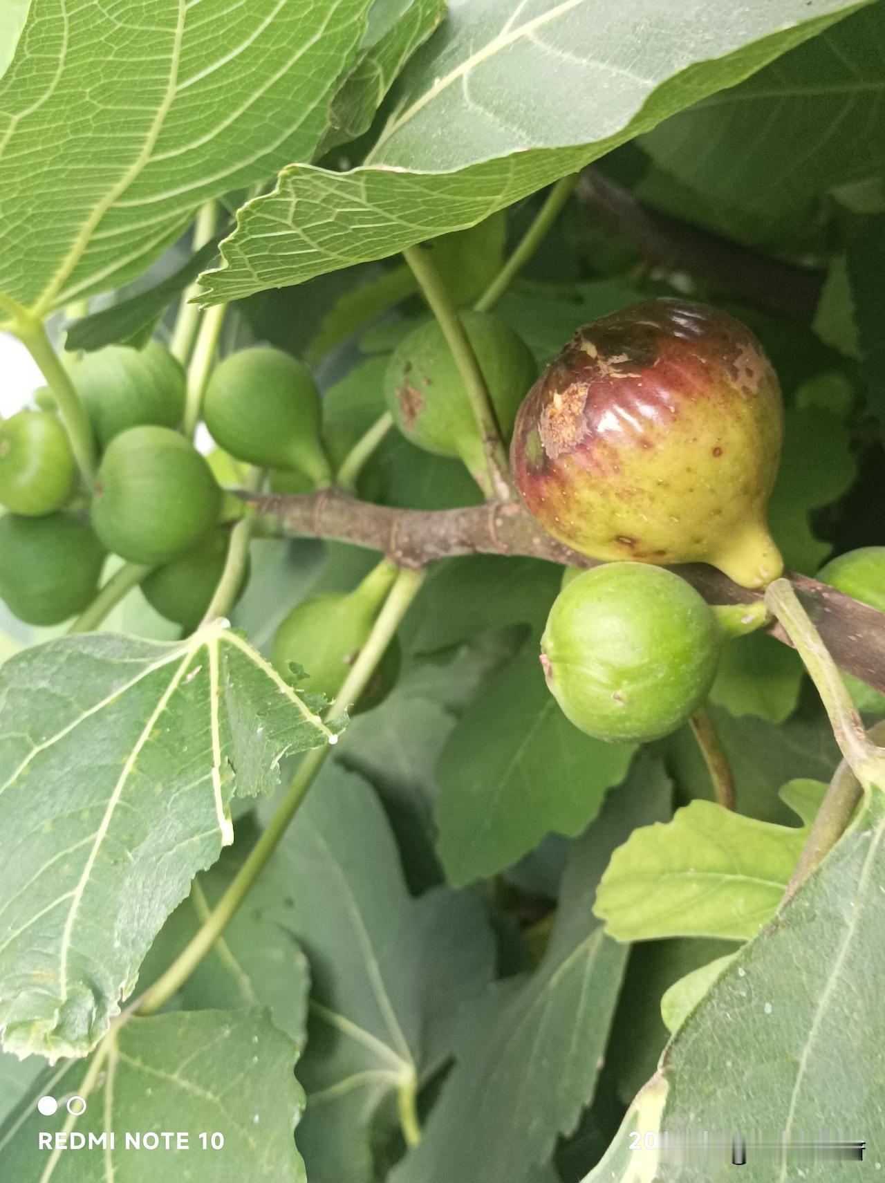 夏日菜园旁的无花果挂满枝头，果实多得把树枝都压弯了，看着就喜人！不过，好多熟透的