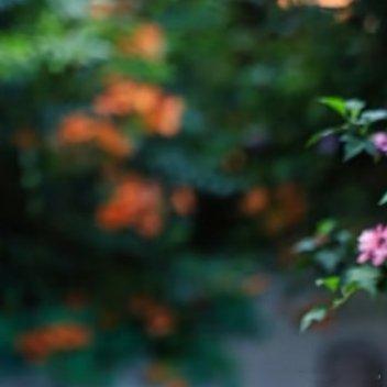 凌霄花种植养护方法1.选苗:选择枝干粗壮、根系完整、无病虫害的一年生幼苗，苗子壮