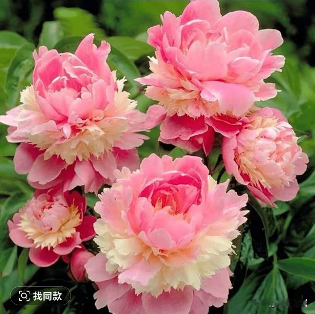 春风拂面，心随花开，日子满是温柔的光，愿人随春好，春与人宜，岁岁皆安，事事皆欢。