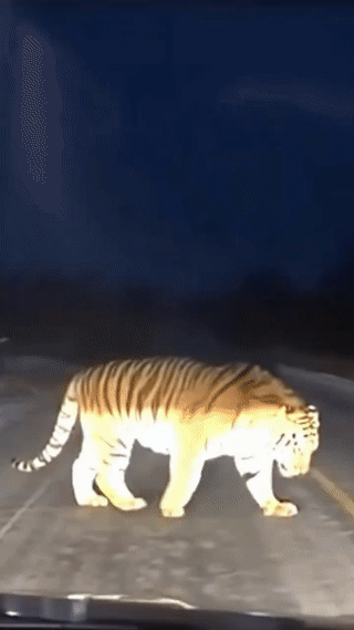 黑龙江一男子凌晨开车回家的途中在公路上意外偶遇一只野生东北虎！当时就把他吓坏了