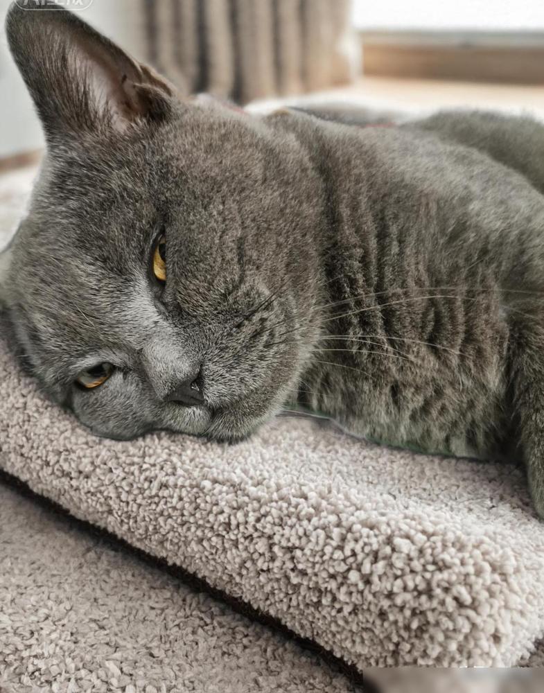对面楼，一对小情侣养了一只蓝猫。同一只猫，前后得到的评价差得真大。小情侣因为