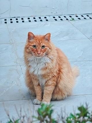 今早出门偶遇一只大橘猫，脑袋圆滚滚毛茸茸，主动凑过来蹭我的裤腿，软乎乎的特别亲人