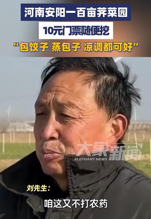 受启发了！河南安阳，刘先生种植了一百多亩的荠菜园，本以为趁着行情好，多赚一点，谁
