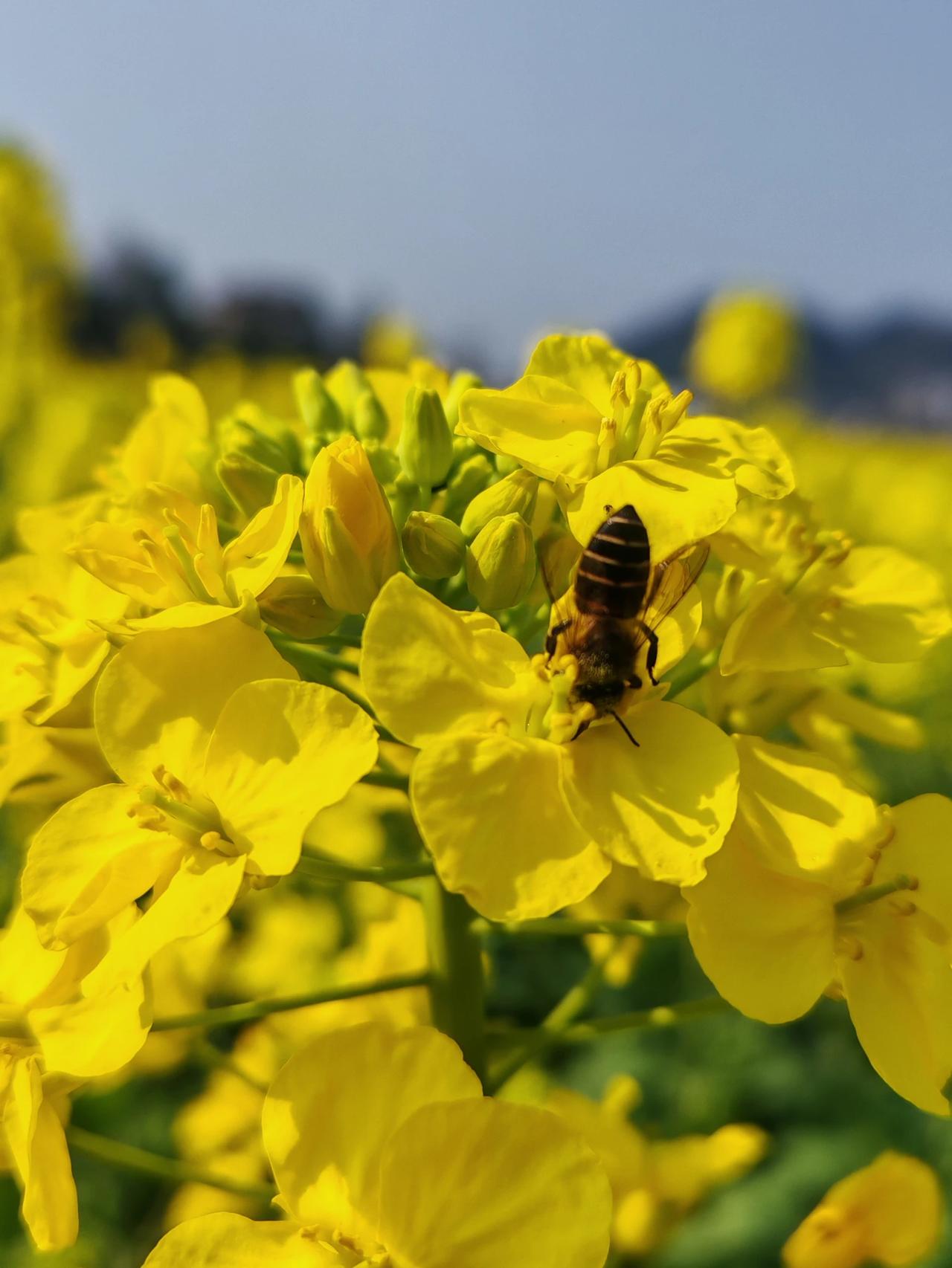马踏春风来，踏青赴春约。晒晒春日里的花草、暖阳、山水，把看到的春日美好分享出来，