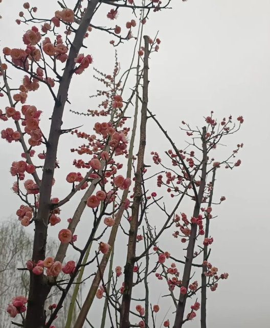 今年高考填志愿，那些高考志愿填报指导大师大概率没事可干，没钱可赚了！为什么呢？